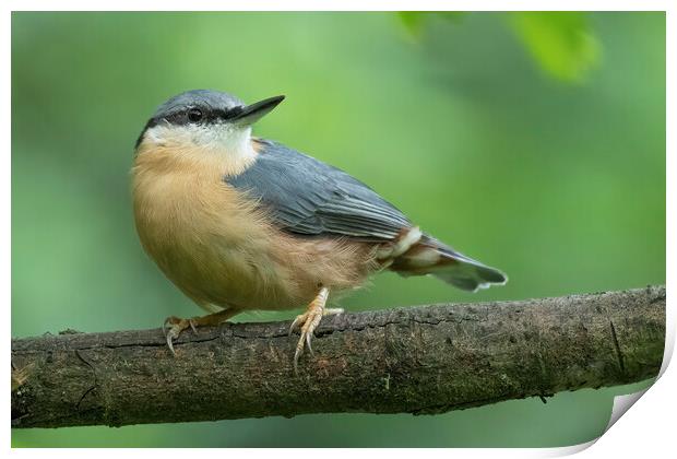 Posing Nuthatch Print by Jonathan Thirkell