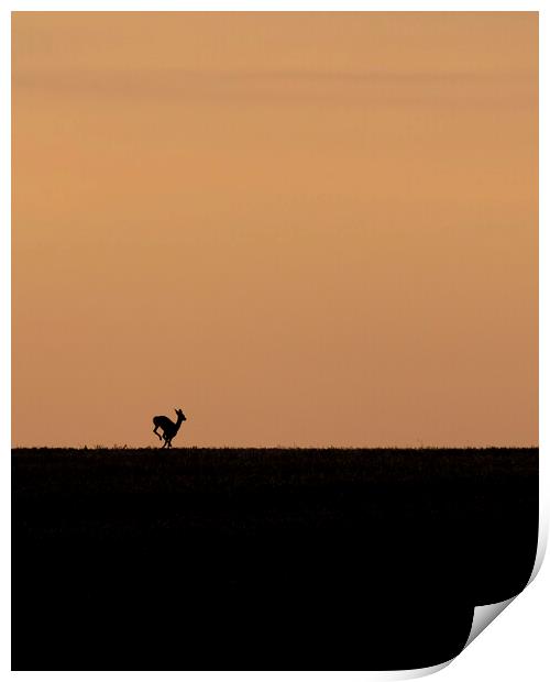 Deer on the run at sunrise in the Cotswolds Print by Jonathan Thirkell