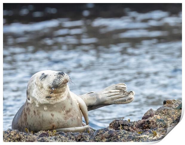 Grey Seal Relaxing Print by Jonathan Thirkell