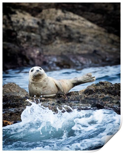 Grey Seal off the coast of St Ives Corneall Print by Jonathan Thirkell