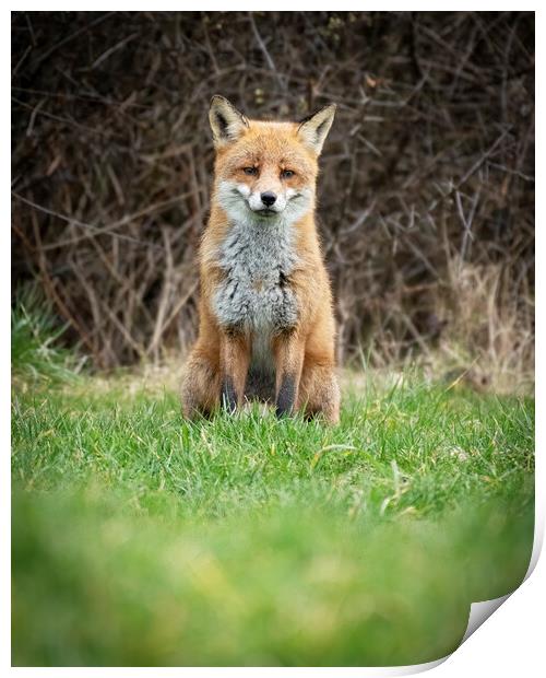 Beautiful male fox Print by Jonathan Thirkell