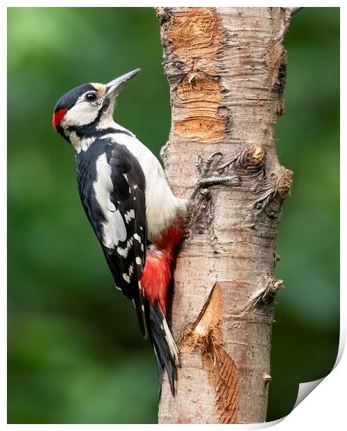 Great Spotted Woodpecker Print by Jonathan Thirkell