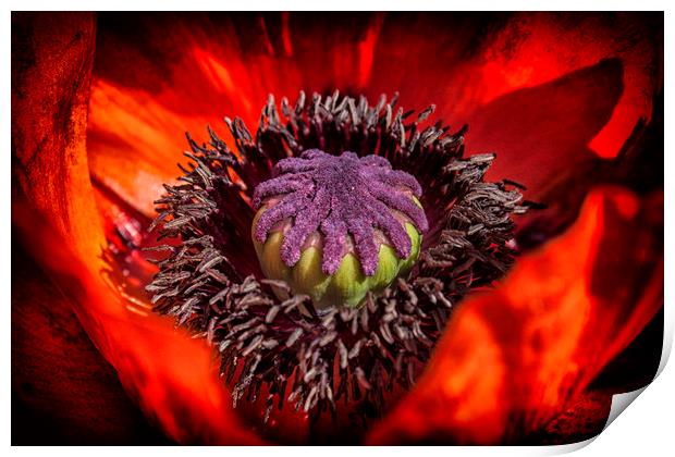 The poppy centre  Print by Jonathan Thirkell