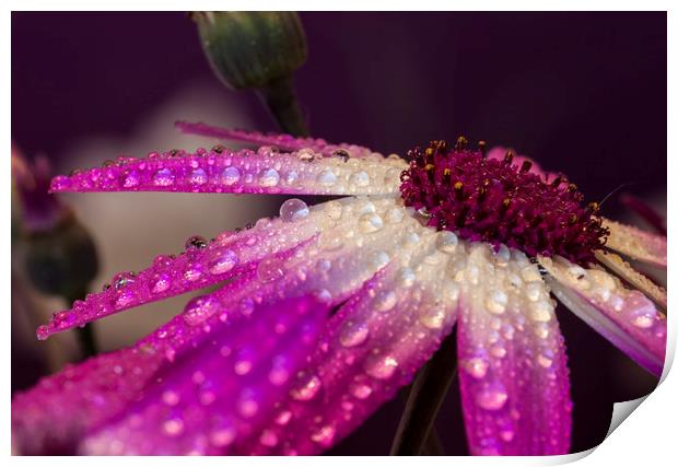 Raindrops in colour Print by Jonathan Thirkell