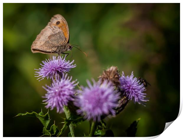 Meadow Brown Print by Jonathan Thirkell