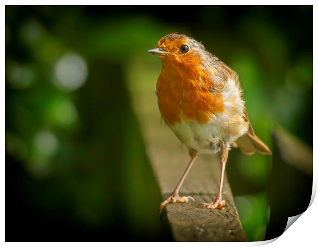 Robin red breast Print by Jonathan Thirkell