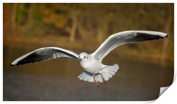 The flying gull Print by Jonathan Thirkell