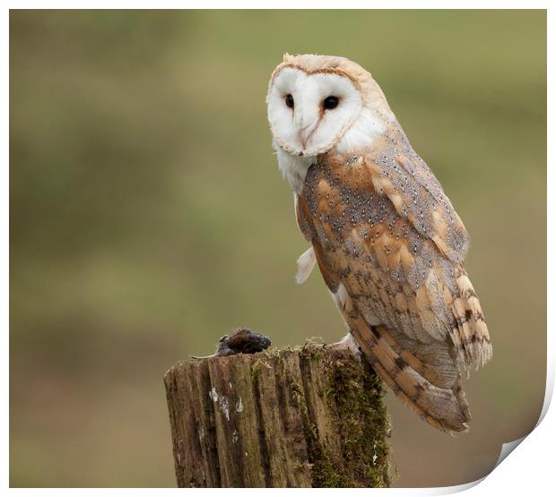 Barn Owl with prey Print by Jonathan Thirkell