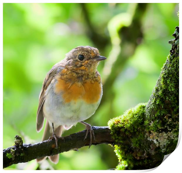 Robin Red Breast Print by Jonathan Thirkell