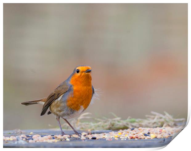 Robin Red breast Print by Jonathan Thirkell
