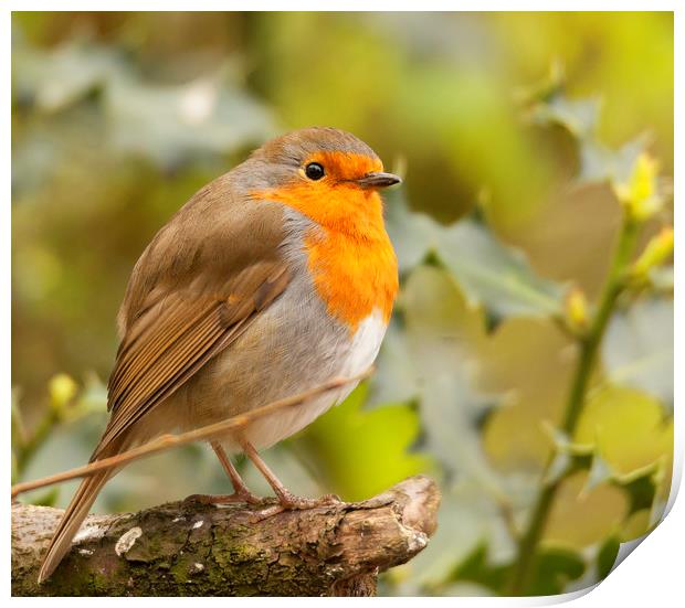 Well Fed Robin Print by Jonathan Thirkell