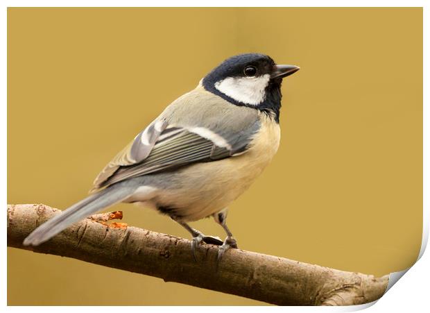 Coal Tit In The Sun Print by Jonathan Thirkell