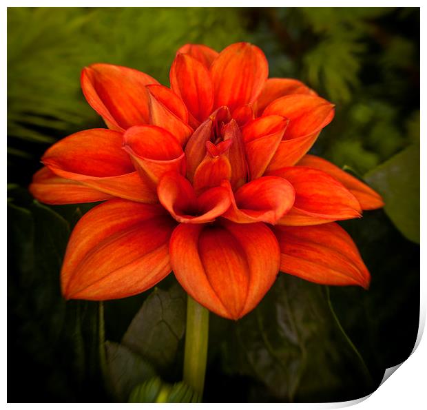 Dahlia Dahlietta Rachel Print by Jonathan Thirkell