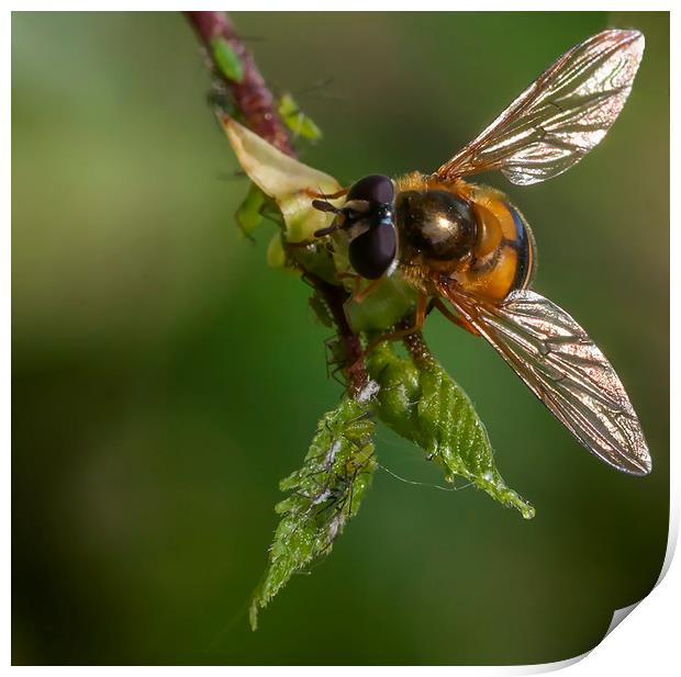 Hoverfly & Aphids Print by Jonathan Thirkell