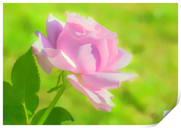 Sun kissed rose Print by Jonathan Thirkell