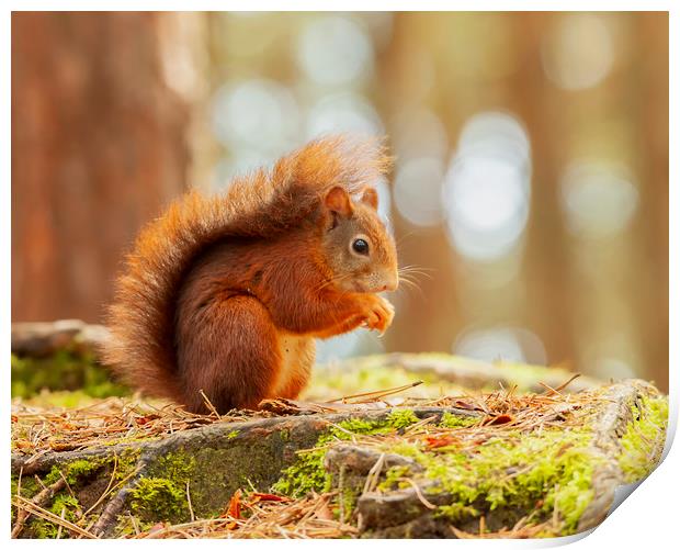 Red Squirrel  Print by Jonathan Thirkell