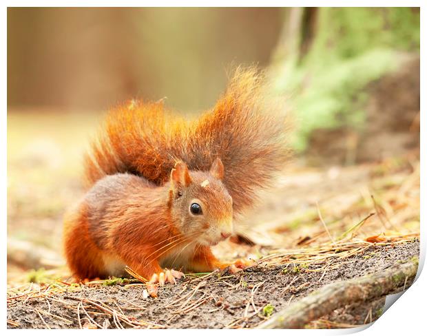 Red squirrel Print by Jonathan Thirkell