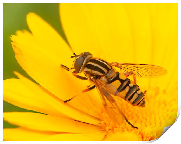 The Hoverfly Print by Jonathan Thirkell