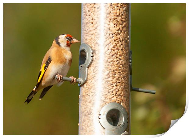 Hungry Goldfinch Print by Jonathan Thirkell