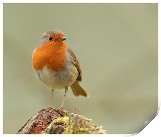 Little robin red breast Print by Jonathan Thirkell