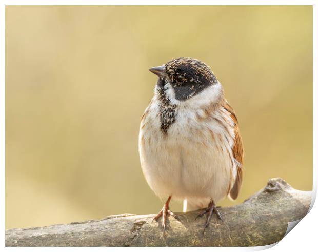 Well rounded reed bunting Print by Jonathan Thirkell