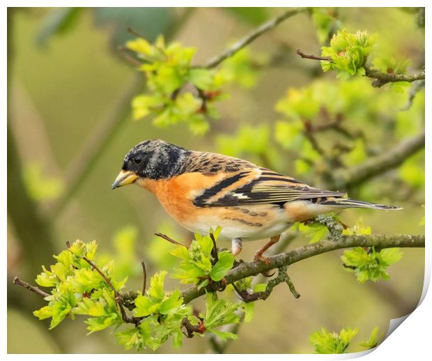 Brambling Print by Jonathan Thirkell