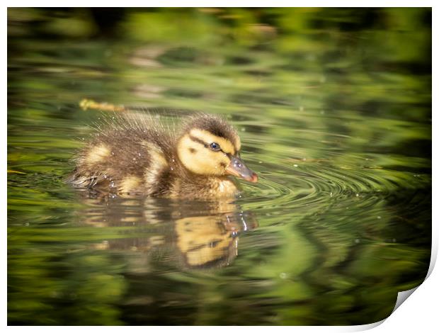 One Little Duckling Print by Jonathan Thirkell