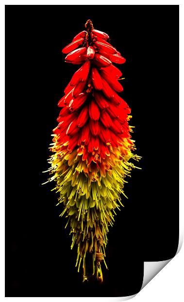 Red Hot Poker Print by Jonathan Thirkell