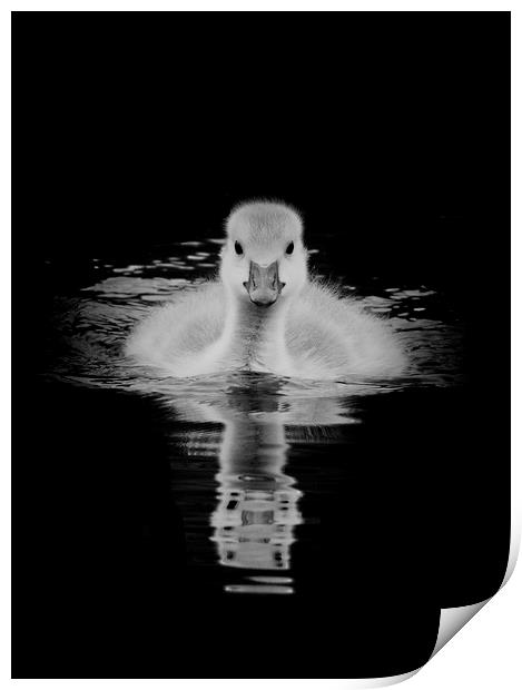 Gosling in monochrome Print by Jonathan Thirkell