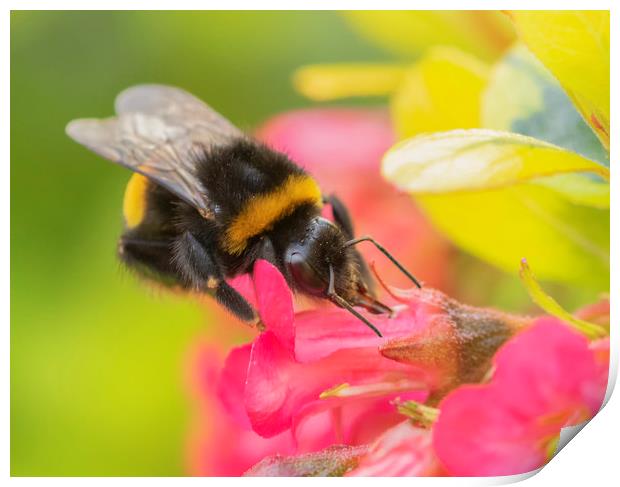 The Busy Bee Print by Jonathan Thirkell