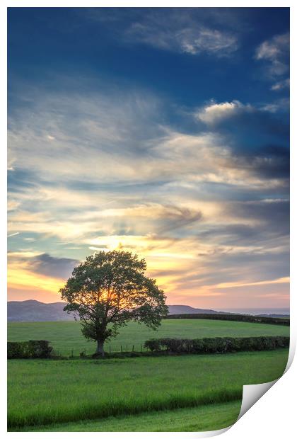 Lone tree sunset Print by Jonathan Thirkell