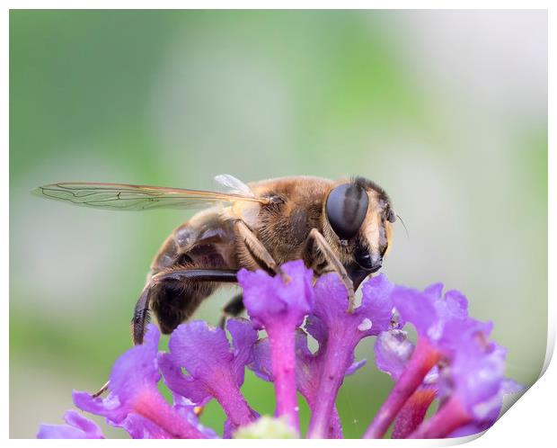 Common Drone Fly Print by Jonathan Thirkell