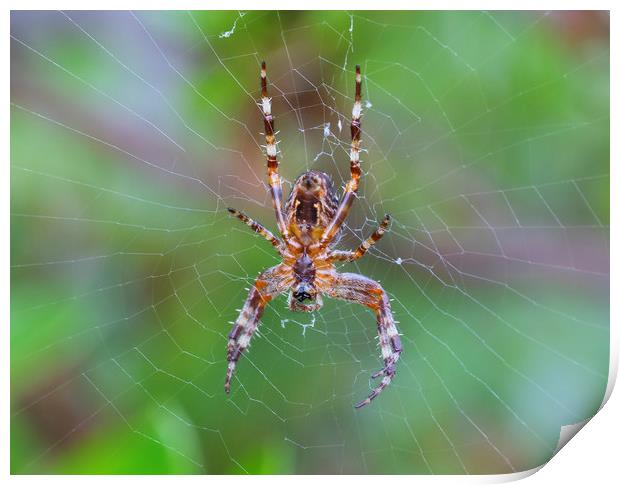 Cross Orbweaver spider Print by Jonathan Thirkell