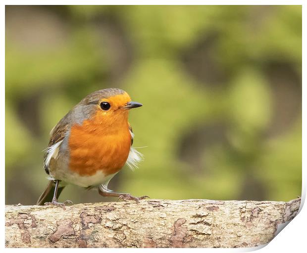 Robin Red Breast Print by Jonathan Thirkell