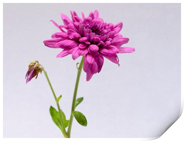 Purple Chrysanthemum Print by Jonathan Thirkell
