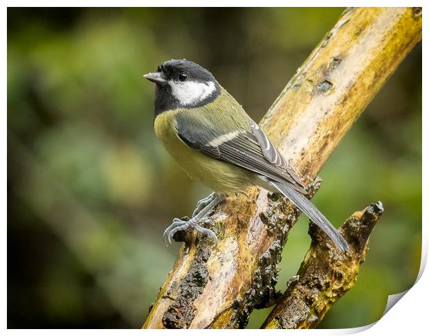 A very wet great tit Print by Jonathan Thirkell
