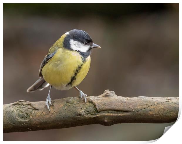 Great Tit Print by Jonathan Thirkell