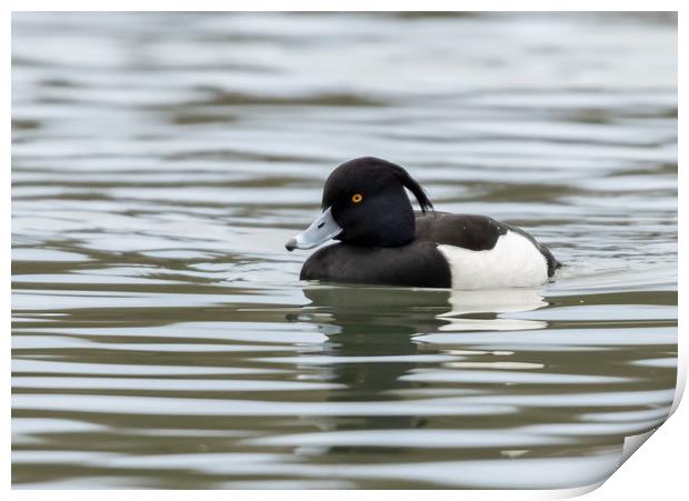 Tufted Duck Print by Jonathan Thirkell