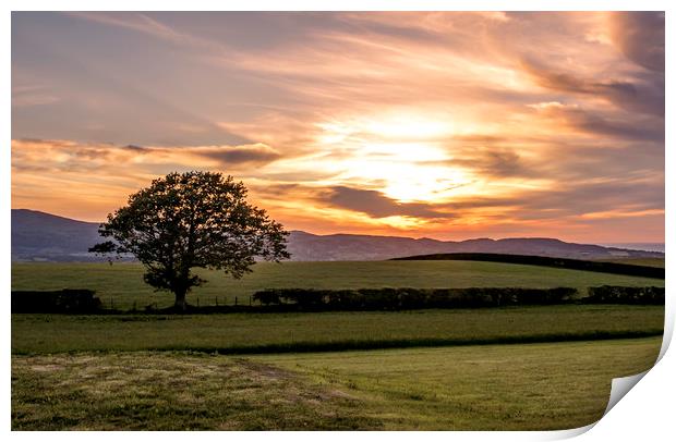 Welsh sunset and lone tree Print by Jonathan Thirkell