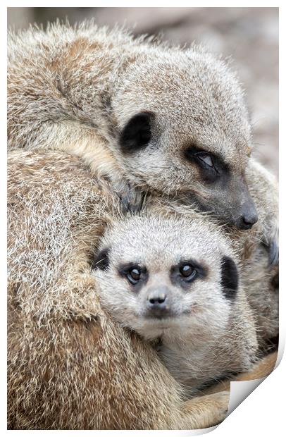 Meerkat Mother's Love Print by Jonathan Thirkell
