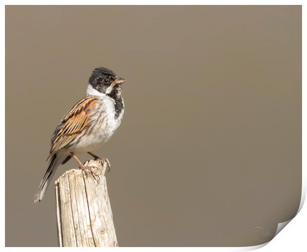 Young male reed bunting Print by Jonathan Thirkell