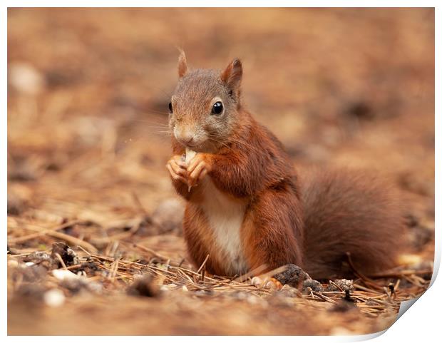 Red Squirrel Print by Jonathan Thirkell