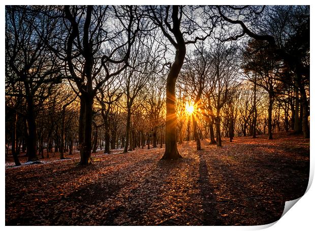 Woodland sunset At Tandle Hill Country Park Oldham Print by Jonathan Thirkell