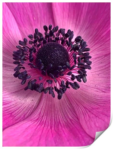 Pink Poppy Flower Print by Jonathan Thirkell