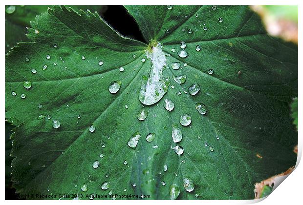 Water Droplets Print by Rebecca Giles