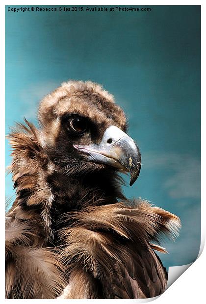  Cinereous Vulture Head shot Print by Rebecca Giles