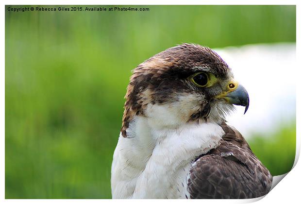 Lanner Falcon Print by Rebecca Giles