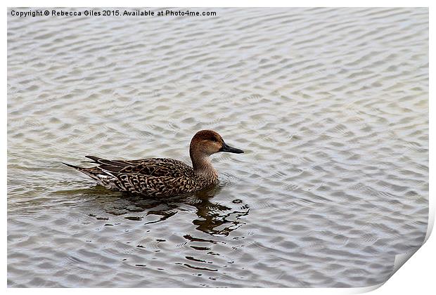  Female Pintail Duck Print by Rebecca Giles