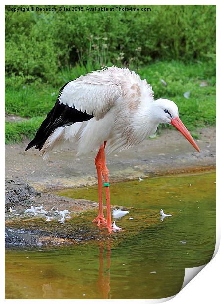  White Stork Print by Rebecca Giles