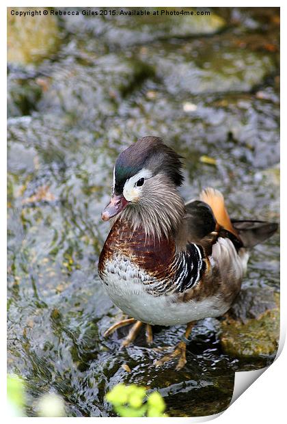  Mandarin Duck Print by Rebecca Giles